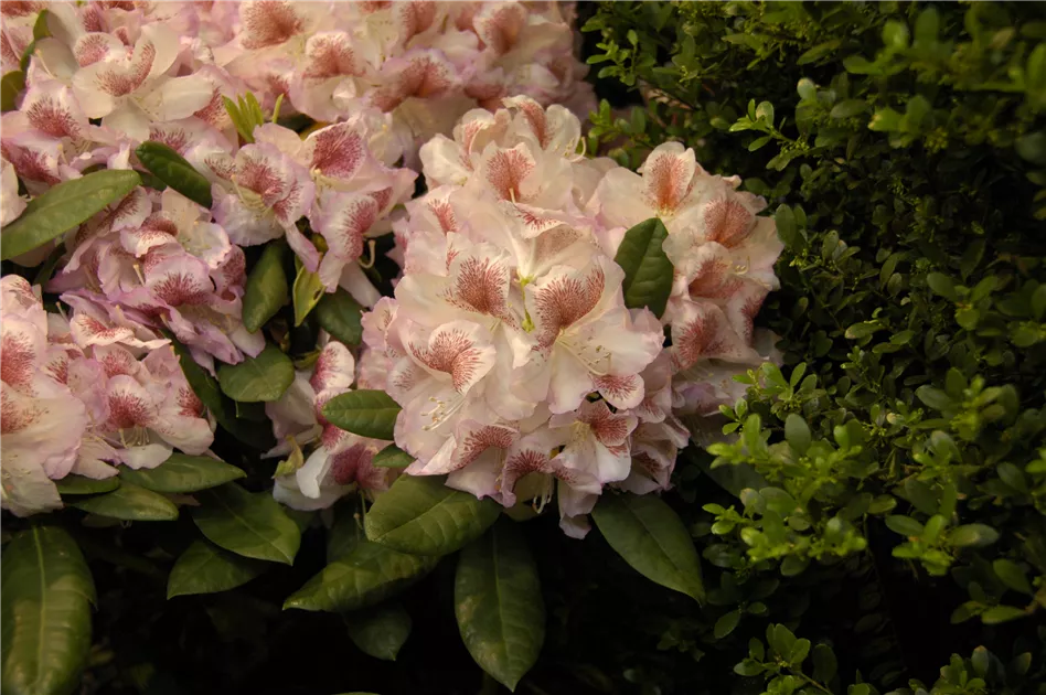 Rhododendron Hybr.'Belami' -R- IV, Rhododendron-Hybride 'Belami' -R- -  Semper Verde Pflanzenzentrum Ullmer GbR