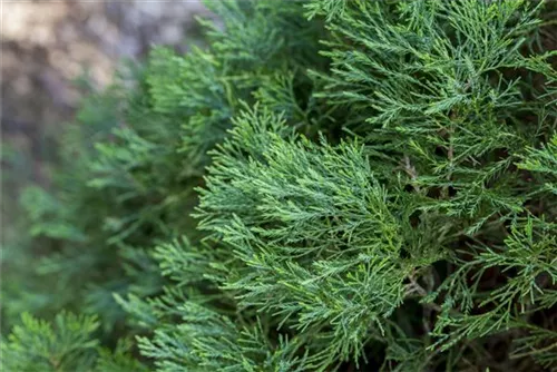 Zypressen-Wacholder 'Spartan' - Juniperus chin.'Spartan'