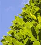 Hainbuche - Carpinus betulus 'Frans Fontaine' - Baum