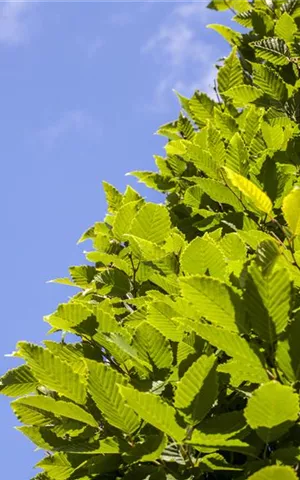 Carpinus betulus 'Frans Fontaine' - Baum