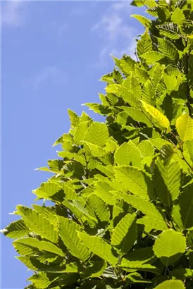 Hainbuche - Carpinus betulus 'Frans Fontaine' - Baum