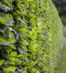 Hainbuche - Carpinus betulus 'Frans Fontaine' - Baum