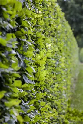 Hainbuche - Carpinus betulus 'Frans Fontaine' - Baum