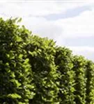 Hainbuche - Carpinus betulus 'Frans Fontaine' - Baum