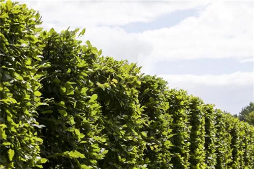 Hainbuche - Carpinus betulus 'Frans Fontaine' - Baum