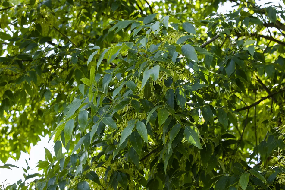 Fraxinus exc.'Altena', Gemeine Esche 'Altena' - Semper Verde  Pflanzenzentrum Ullmer GbR