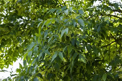 Gemeine Esche 'Altena' - Fraxinus exc.'Altena'