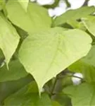 Trompetenbaum - Catalpa bignonioides - Formgehölze