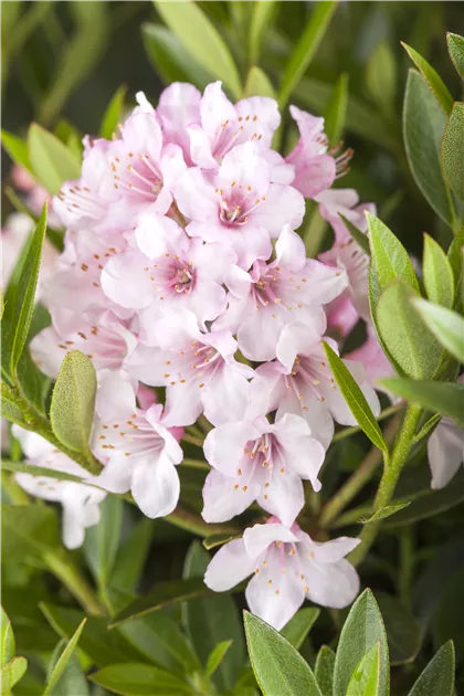 Rhododendron micranthum 'Bloombux', Rhododendron 'Bloombux' - Semper Verde  Pflanzenzentrum Ullmer GbR