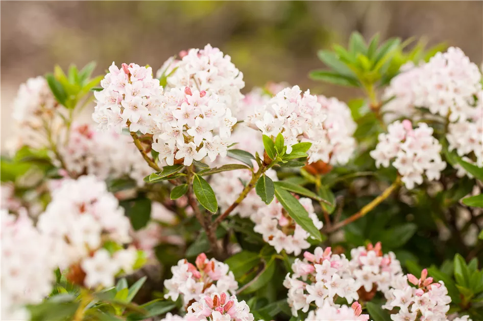 rhododendron inkarho bloombux pink Bloombux® Magenta Rhododendron main image 0