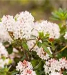 Rhododendron 'Bloombux' - Rhododendron micranthum 'Bloombux'