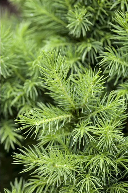 Picea glauca 'Conica', Zuckerhutfichte - Semper Verde Pflanzenzentrum  Ullmer GbR