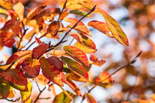Kupfer-Felsenbirne - Amelanchier lamarckii - Baum