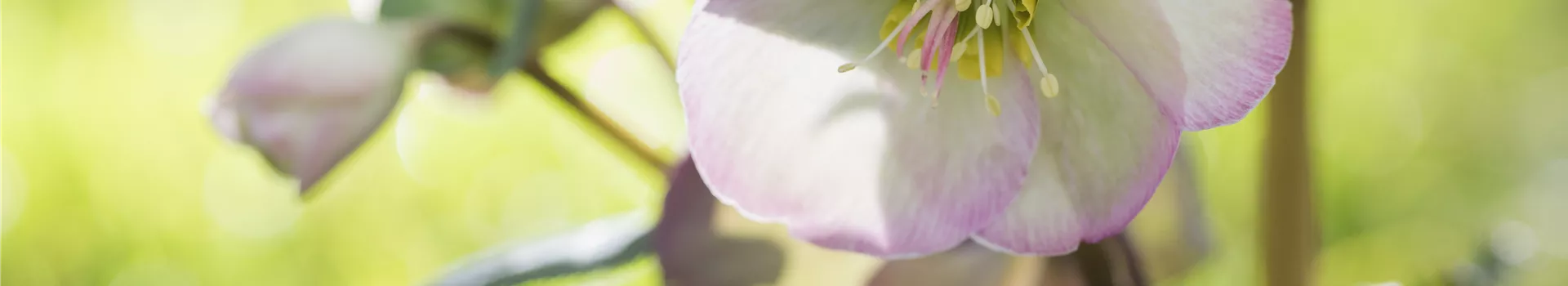 Fleur primeur - zarte Frühlingsgrüße aus dem Blumengarten