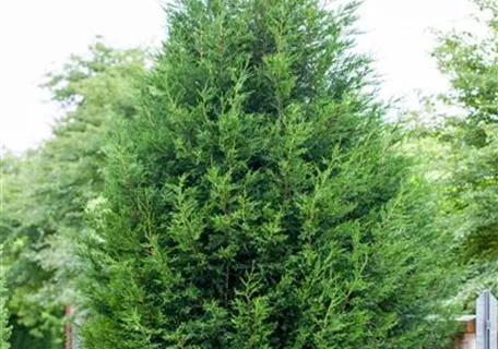 Cupressocyparis leylandii - Heckenpflanzen - Leyland-Zypresse
