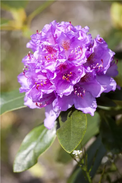 Rhododendron Hybr.'Catawb. Grandiflorum' I, Rhododendron-Hybride 'Catawb. Grandiflorum' - Semper Verde Pflanzenzentrum Ullmer GbR