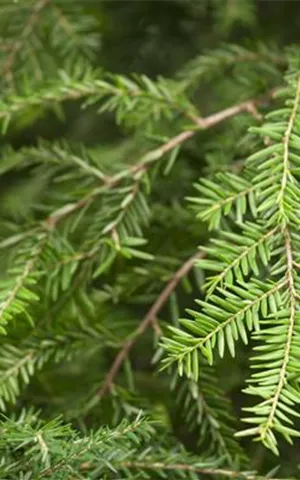 Tsuga canadensis