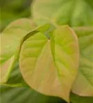 Judasbaum 'Avondale' - Cercis chinensis 'Avondale' - Ziergehölze