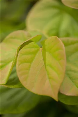 Judasbaum 'Avondale' - Cercis chinensis 'Avondale' - Ziergehölze