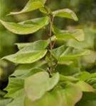 Judasbaum 'Avondale' - Cercis chinensis 'Avondale' - Ziergehölze