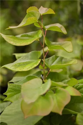 Judasbaum 'Avondale' - Cercis chinensis 'Avondale' - Ziergehölze