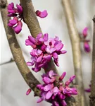 Judasbaum 'Avondale' - Cercis chinensis 'Avondale' - Ziergehölze