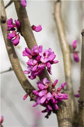 Judasbaum 'Avondale' - Cercis chinensis 'Avondale' - Ziergehölze