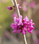 Judasbaum 'Avondale' - Cercis chinensis 'Avondale' - Ziergehölze