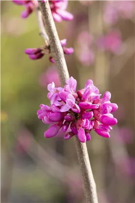 Judasbaum 'Avondale' - Cercis chinensis 'Avondale' - Ziergehölze