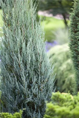 Virginischer Wacholder 'Blue Arrow' - Juniperus scopulorum 'Blue Arrow' - Heckenpflanzen