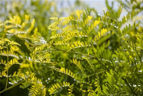 Lederhülsenbaum 'Sunburst' - Gleditsia triacanthos 'Sunburst' - Baum