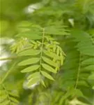 Lederhülsenbaum 'Sunburst' - Gleditsia triacanthos 'Sunburst' - Baum