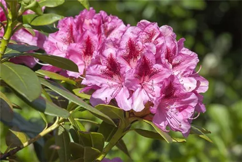 Rhododendron-Hybride 'Cosmopolitan' - Rhododendron Hybr.'Cosmopolitan' III