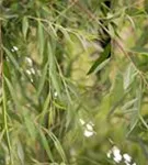 Trauerweide - Salix sepulcralis 'Chrysocoma'