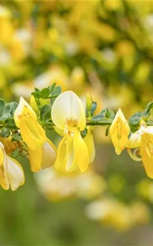 Cytisus praecox 'Allgold' - Wildgehölze