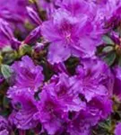 Japanische Azalee 'Diamant Rosa' -R- - Rhododendron obt.'Diamant Rosa' -R- III