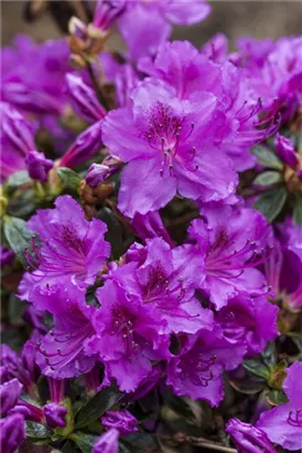 Japanische Azalee 'Diamant Rosa' -R- - Rhododendron obt.'Diamant Rosa' -R- III