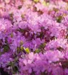 Japanische Azalee 'Diamant Rosa' -R- - Rhododendron obt.'Diamant Rosa' -R- III