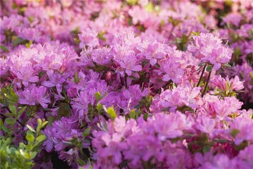 Japanische Azalee 'Diamant Rosa' -R- - Rhododendron obt.'Diamant Rosa' -R- III