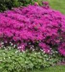 Japanische Azalee 'Diamant Rosa' -R- - Rhododendron obt.'Diamant Rosa' -R- III