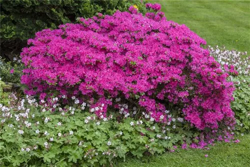 Japanische Azalee 'Diamant Rosa' -R- - Rhododendron obt.'Diamant Rosa' -R- III