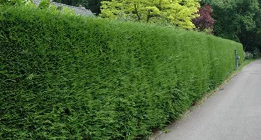Heckenpflanzen