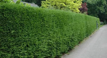 Heckenpflanzen