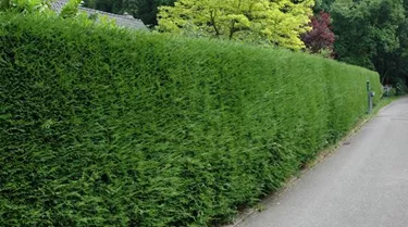 Heckenpflanzen