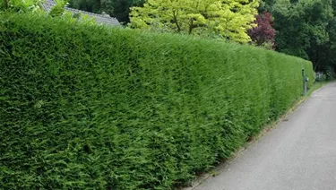 Heckenpflanzen