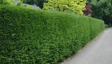 Heckenpflanzen