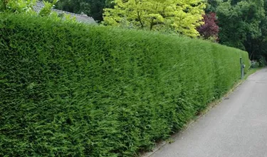 Heckenpflanzen