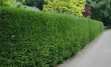 Heckenpflanzen
