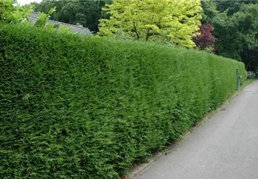 Heckenpflanzen