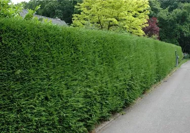 Heckenpflanzen